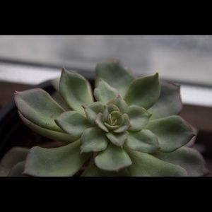 Meet your Posher, Hanna